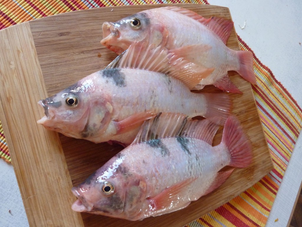 Tilapia